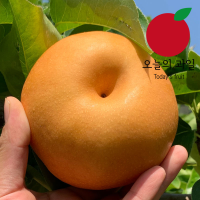 [오늘의 과일] 가정용 햇 나주 배 3kg(4-9과/개당 중량(330g~700g 내외)
