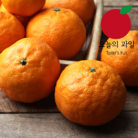 [오늘의 과일] [가정용] 제주 봄 귤 카라향 1.5kg (중과/10-14과 내외)