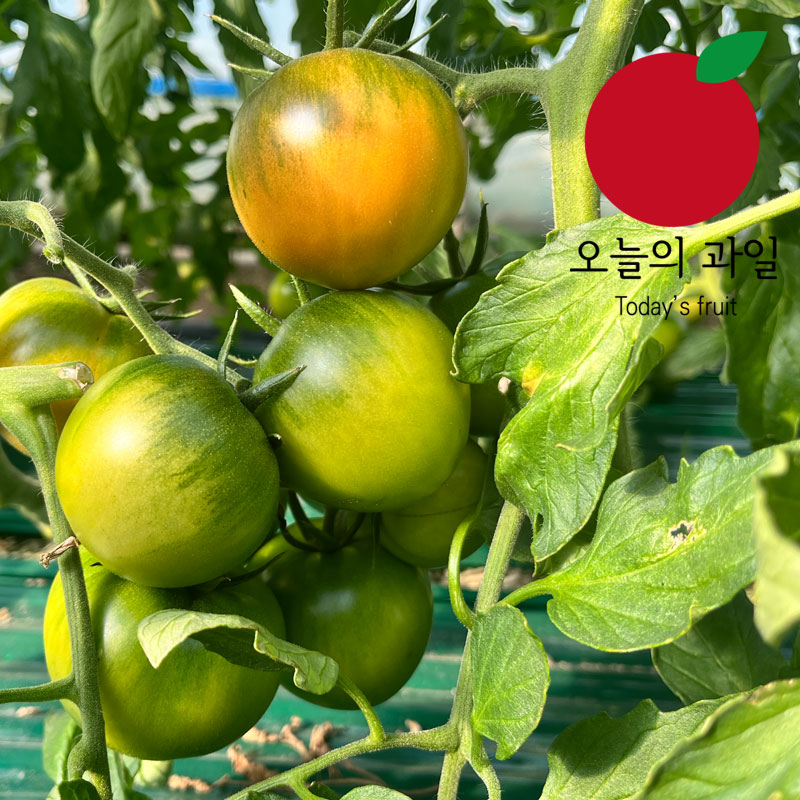 [오늘의 과일] 대저 짭짤이 토마토 2.5kg(S) 특품